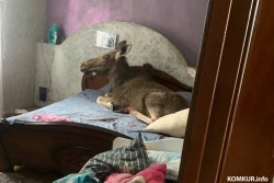 Бобруйчанка, в чей дом забрел лось, получит материальную помощь