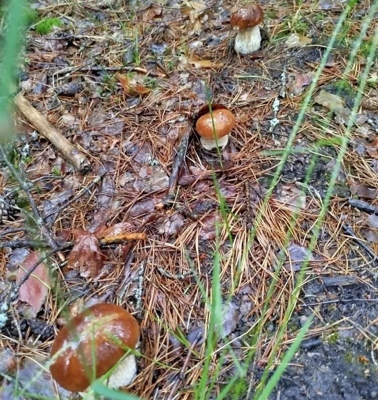 28 июня 2025 года. Трофеи бобруйчанки Аллы Сорокиной.