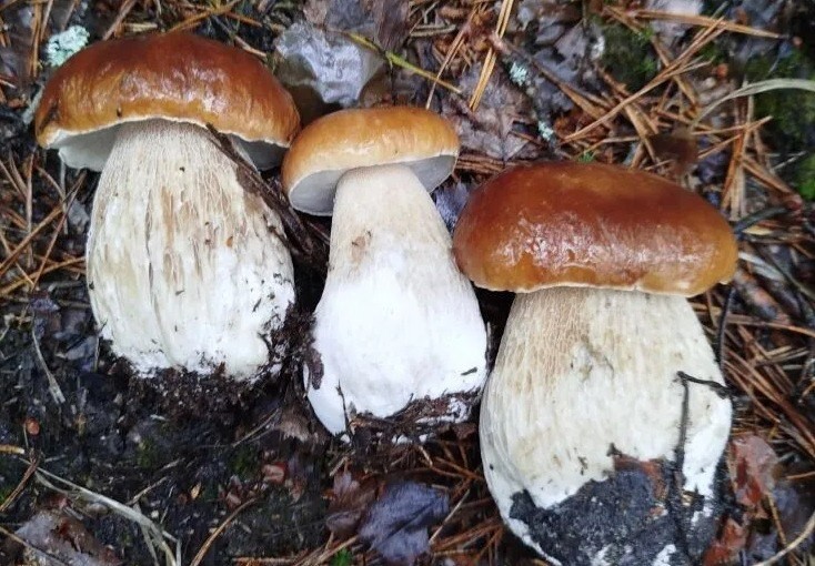 28 июня 2025 года. Трофеи бобруйчанки Аллы Сорокиной.