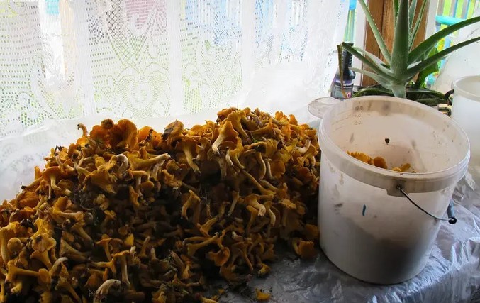 Как продавать грибы и ягоды законно: разъяснения от налоговой