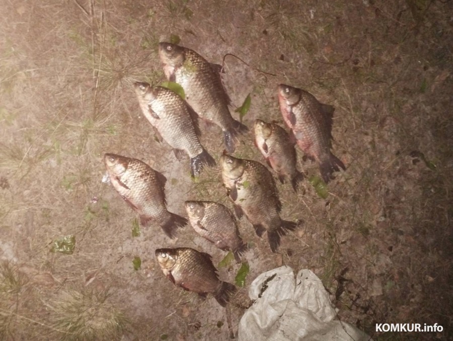 Рыбак успел поймать восемь карасей и был задержан бобруйскими природохранниками