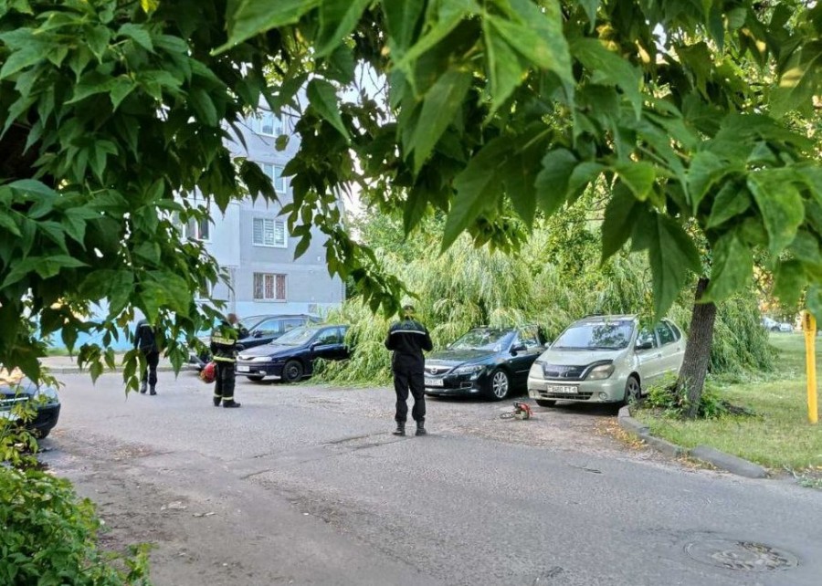В Бобруйске на стоянку упало дерево. Еще одно – на детский сад: никто не пострадал (видео)