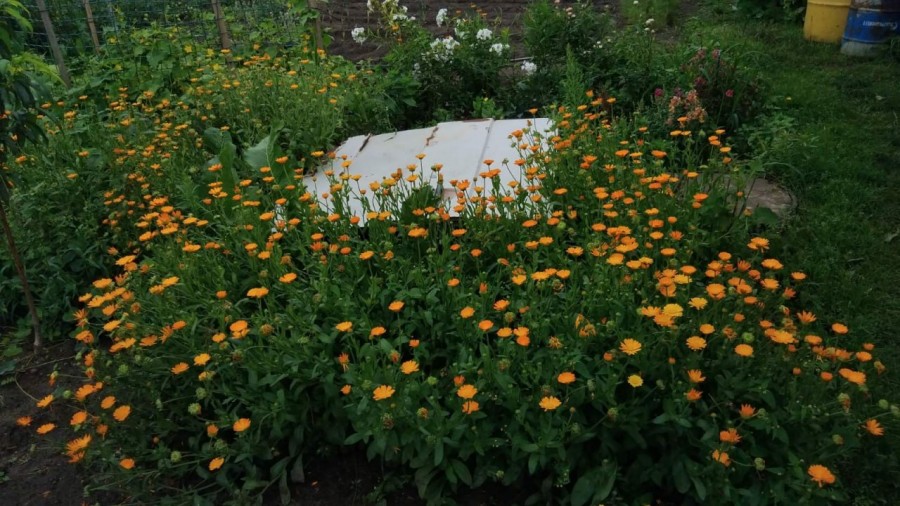 Бабушкин огород.