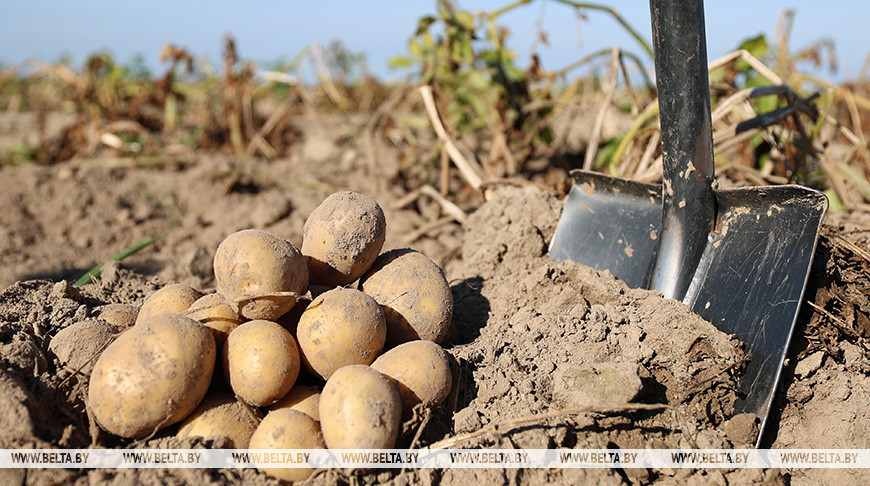 Лукашенко посещает «Рассвет им. К.П.Орловского» в Кировском районе