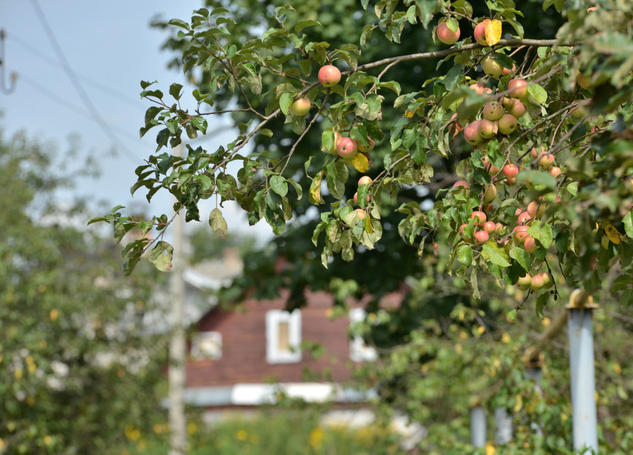  Словно на дворе не август, а сентябрь. Прогноз погоды на неделю с 25 по 31 августа