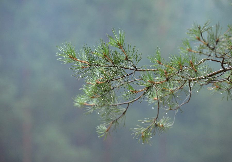 Дожди и туманы: прогноз погоды в Беларуси на неделю с 18 по 24 августа