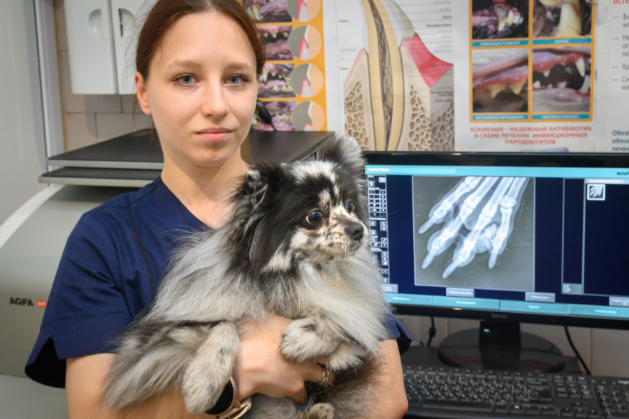 31.07.2025. Комарова, 1. Центр ветеринарной медицины «ВЕК». Ассистент врача Ксения Кривощекая.
