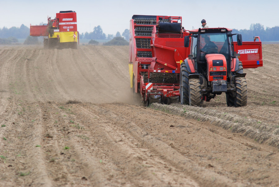 В Беларуси началась уборка картофеля