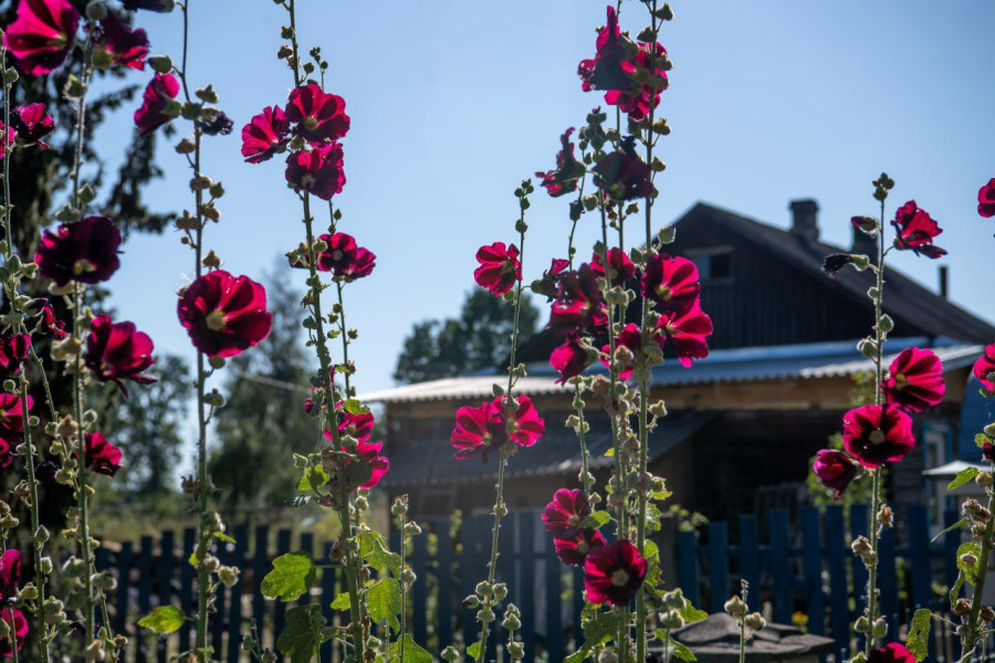 Бобруйский район, Брожа, 30 августа 2025 года. День деревни.