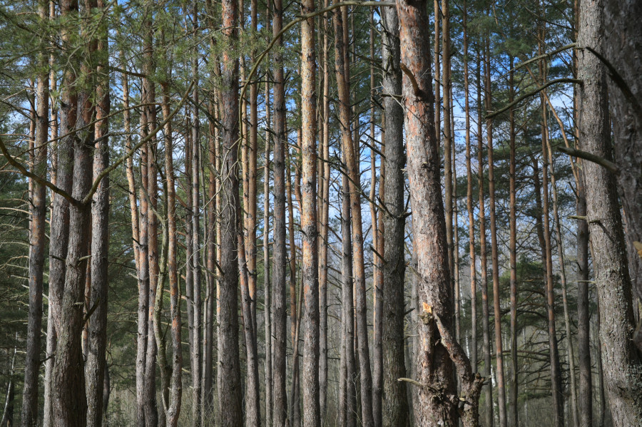 Более 800 рублей заплатил житель Бобруйского района за два спиленных дерева