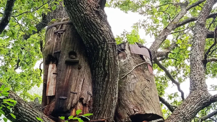 Август 2025 г. Старые борти сохранились на вековом дереве в Клещевке.