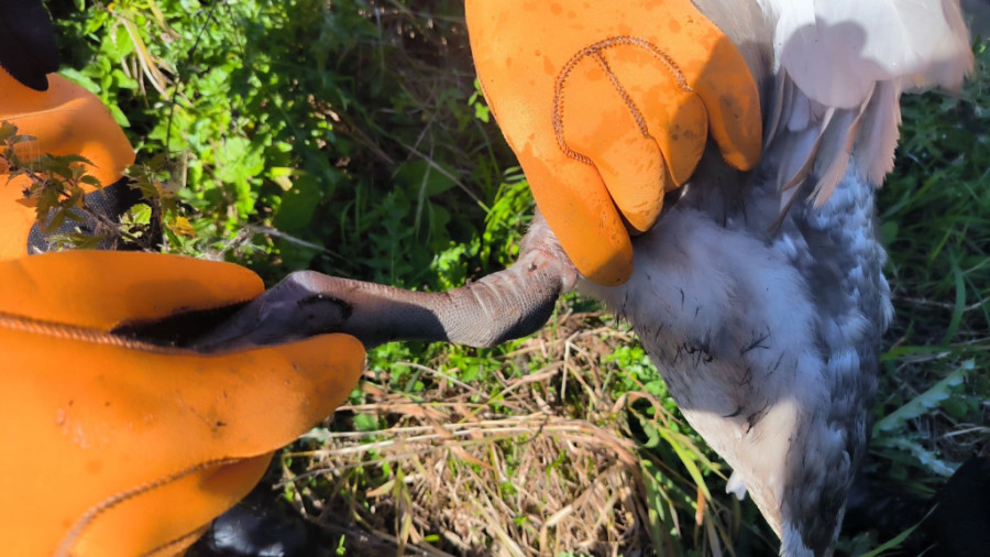 Работники МЧС аккуратно освободили лапу и крыло птенца от лески. Фото: МЧС.
