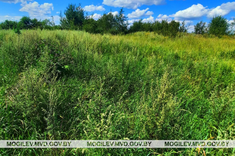 Более 400 кг незаконных посевов конопли уничтожили правоохранители в Кличевском районе. Фото: УВД.