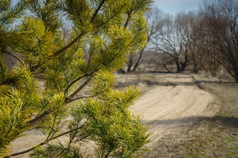 Ограничения на посещения лесов введены практически по всей Беларуси
