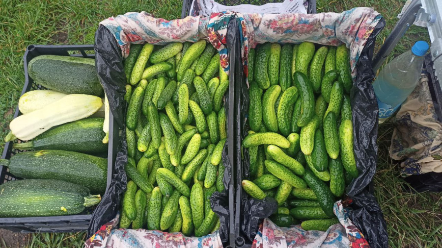 Белкоопсоюз принимает у населения сезонные ягоды и овощи. Какие цены?