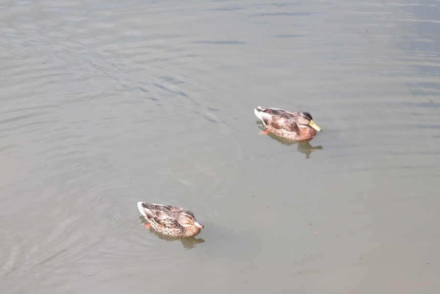 18.08.2025 г. Могилев, Дубровенка.
