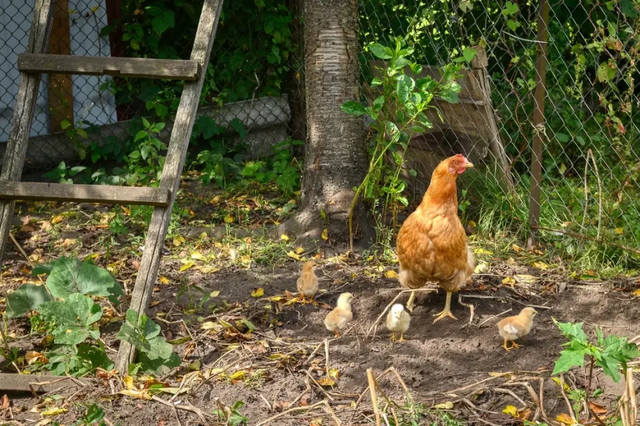 05.08.2025. Бобруйск. В гостях у Любови Шушляниковой. Фото: Александр Чугуев.