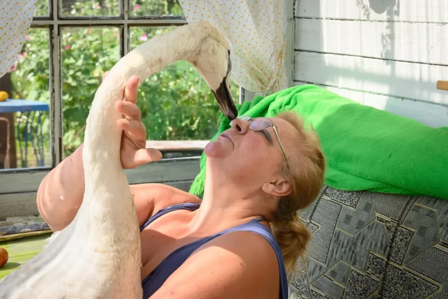 05.08.2025. Бобруйск. Любовь Шушляникова и лебедь Гриша. Фото: Александр Чугуев.