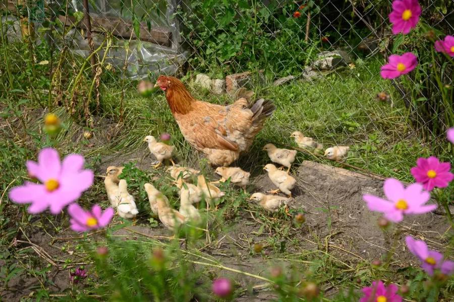 5.08.2025. Бобруйск. В гостях у Любови Шушляниковой.. Фото: Александр Чугуев.