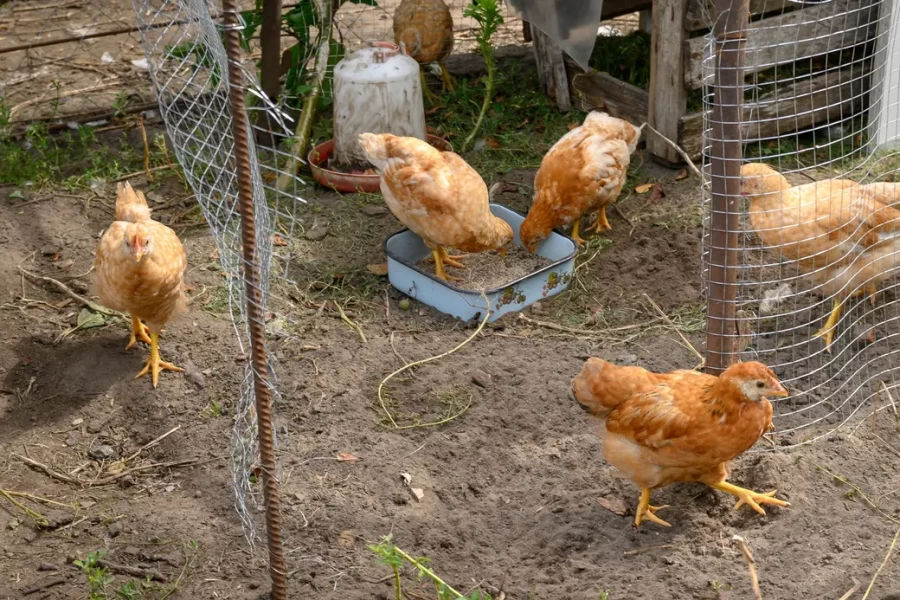 5.08.2025. Бобруйск. В гостях у Любови Шушляниковой.. Фото: Александр Чугуев.