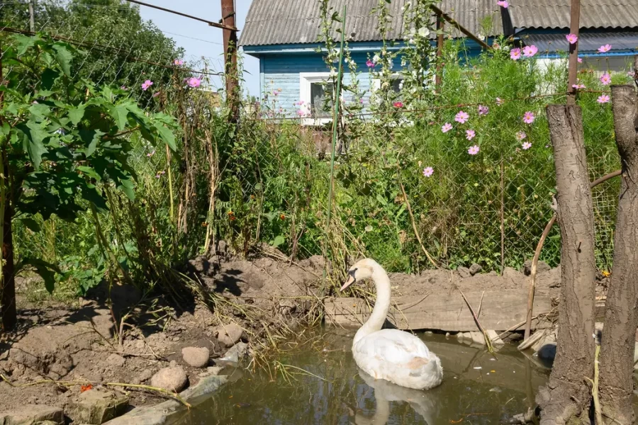 05.08.2025. Бобруйск. Любовь Шушляникова и ее питомцы. Лебедь Гриша. Фото: Александр Чугуев.