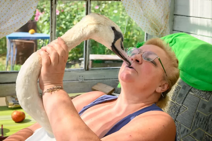 05.08.2025. Бобруйск. Любовь Шушляникова с лебедем Гришей. Фото: Александр Чугуев.