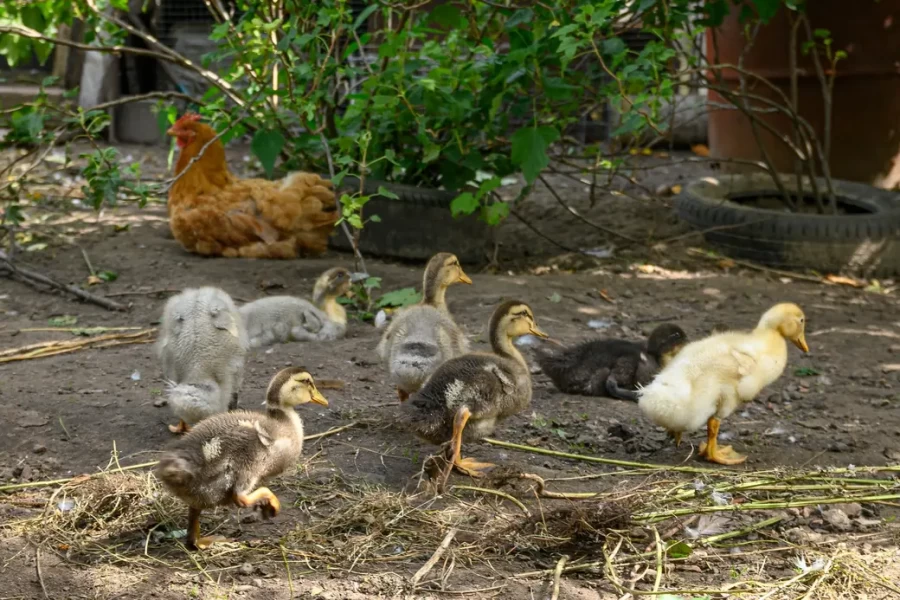 5.08.2025. Бобруйск. В гостях у Любови Шушляниковой.. Фото: Александр Чугуев.