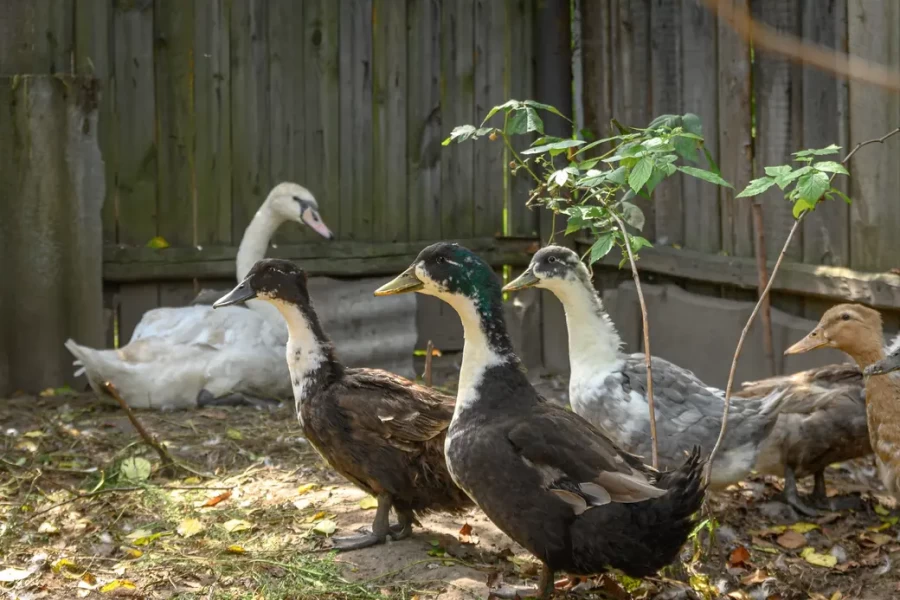 05.08.2025. Бобруйск. В гостях у Любови Шушляниковой. Фото: Александр Чугуев.