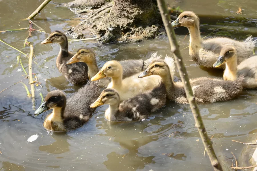 05.08.2025. Бобруйск. В гостях у Любови Шушляниковой. Фото: Александр Чугуев.