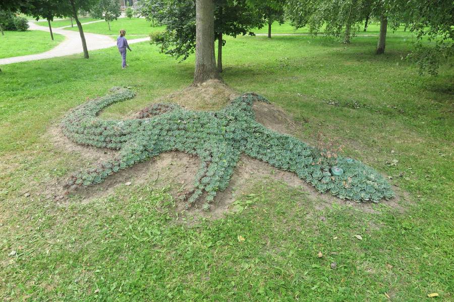 Август 2025 г. Могилев, парк Подниколье. Ящерица из эхеверий.