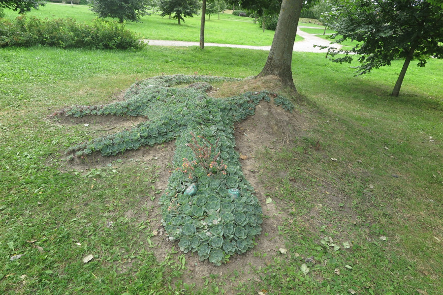 Август 2025 г. Могилев, парк Подниколье. Ящерица из эхеверий.