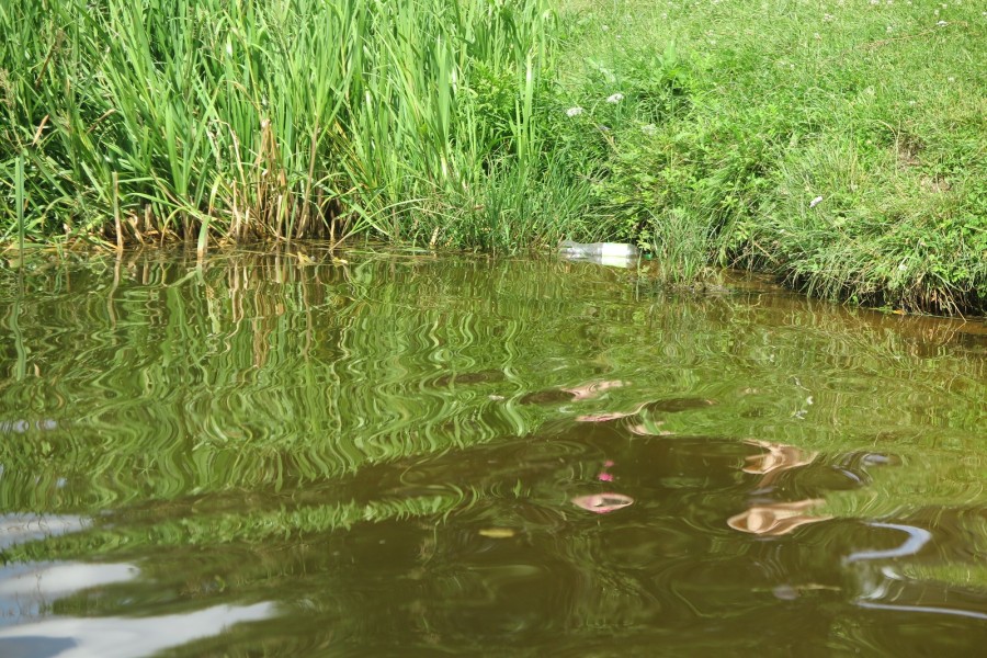 Июль 2025 г. Могилев, Печерское озеро. Вода, увы, не самая чистая.