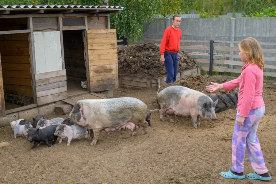 22.08.2025. Бобруйск. Сергей Филипчик разводит птицу, кроликов и свиней на домашнем подворье. В работе ему помогают дети: сын Сергей и дочь Евгения.