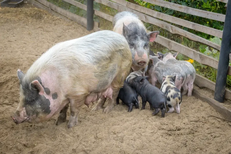 22.08.2025. Бобруйск. Хозяйство Сергея Филипчика.