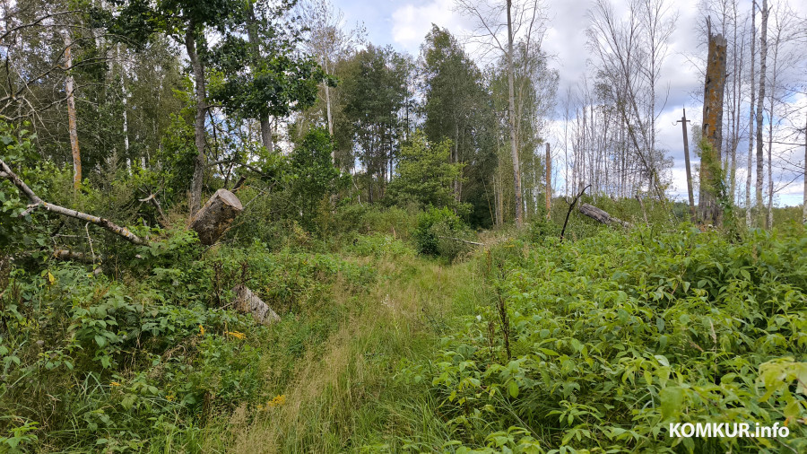 17.08.2025. Осиповичский район. Велосипедная поездка по маршруту «Дараганово – Межное – Корытное».