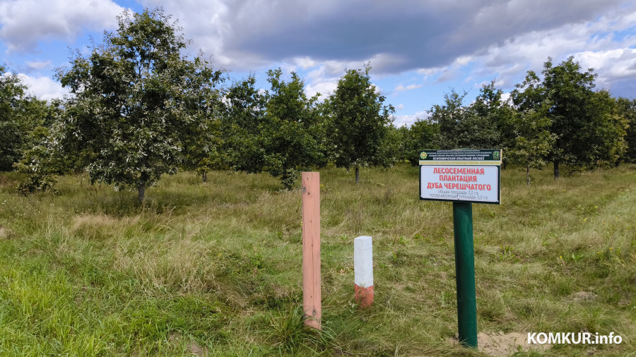 17.08.2025. Осиповичский район. Велосипедная поездка по маршруту «Дараганово – Межное – Корытное».