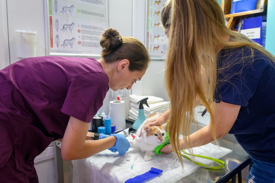 31.07.2025. Комарова, 1. Центр ветеринарной медицины «ВЕК»