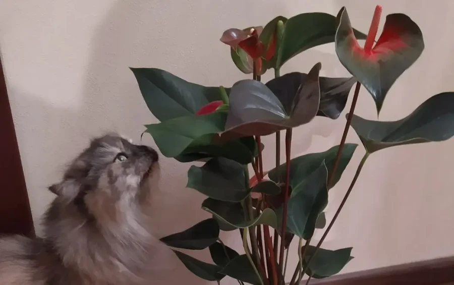 А это кошка Марфа и цветы – две больших любви Татьяны Печень.