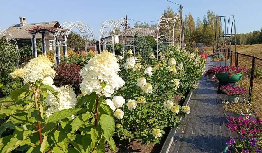 Яркие краски осени в саду глусчанки Аллы Глаз. Фоторепортаж