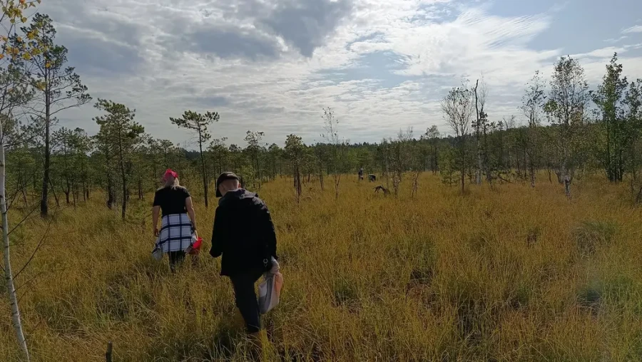 «Глушчане на балоце». Як мы збіралі журавіны каля возера Баравое ў Глускім раёне