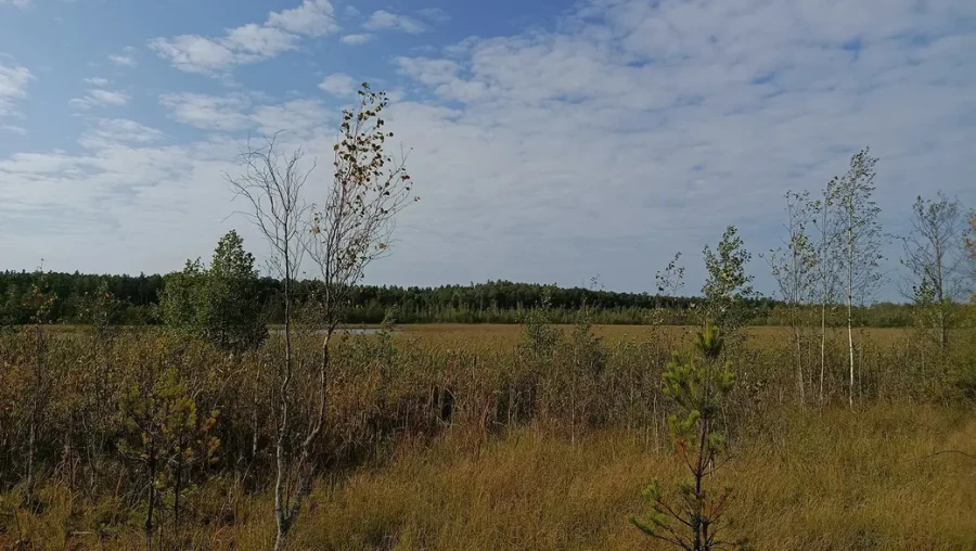 Верасень 2025 г. На жаль ад возера Баравога ў Глускім раёне засталася толькі вялікая «лужына» вады.