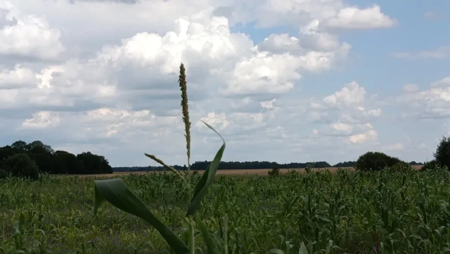 Август 2025 г. Возле деревни Клещевка и сейчас леса и поля.