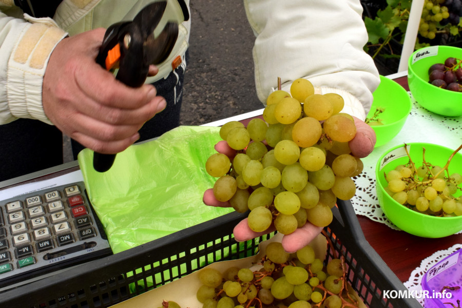 27.09.25, Бобруйск. Кирмаш «Золотая осень». Виноград из Титовки.