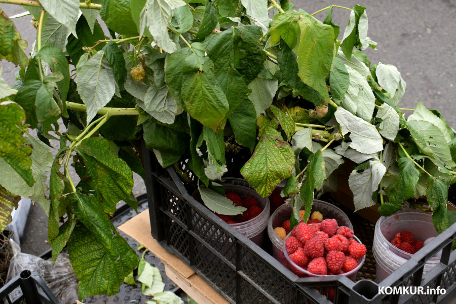 27.09.25, Бобруйск. Кирмаш «Золотая осень».