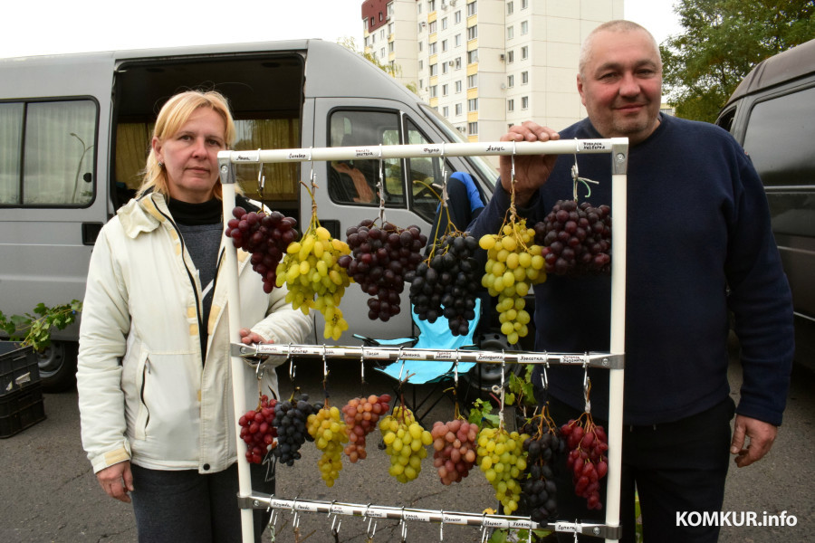 27.09.25, Бобруйск. Кирмаш «Золотая осень». Виноград из Титовки.