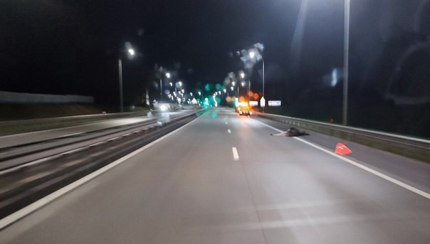 Антирейтинг: трасса «Минск-Могилев» – одна из лидеров по ДТП с дикими животными