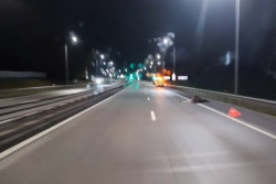 Антирейтинг: трасса «Минск-Могилев» – одна из лидеров по ДТП с дикими животными