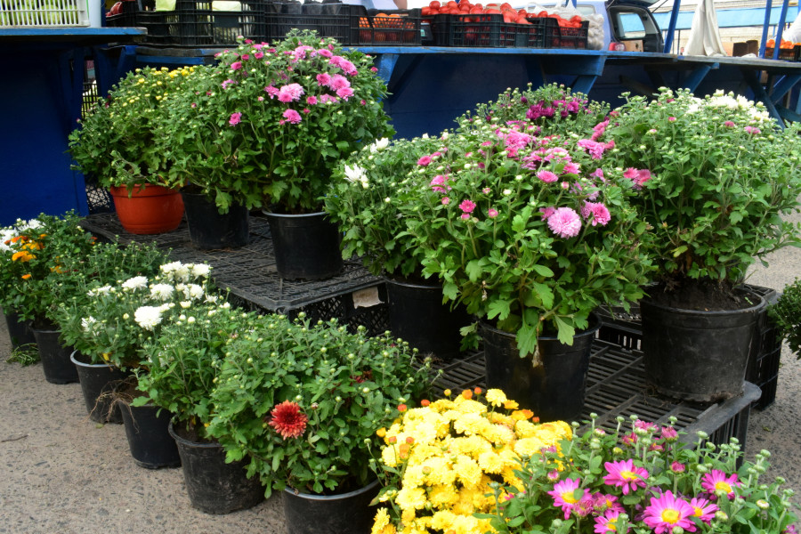 Бобруйск, 5 сентября 2025 года. Рынок «Западный».