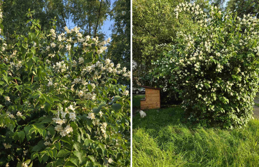 Двор на Советской. Весна 2025 года. 