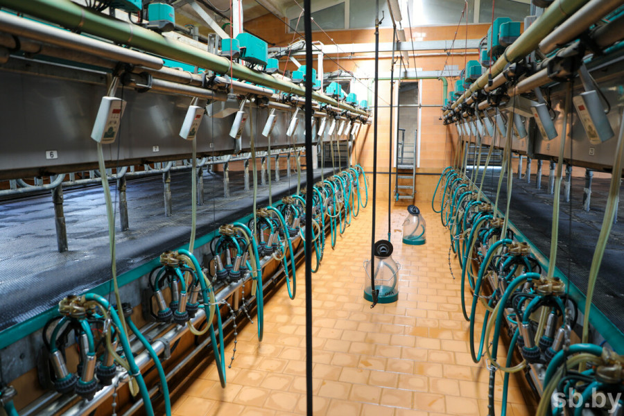 В Беларуси ведется разработка отечественного роботизированного доильного оборудования